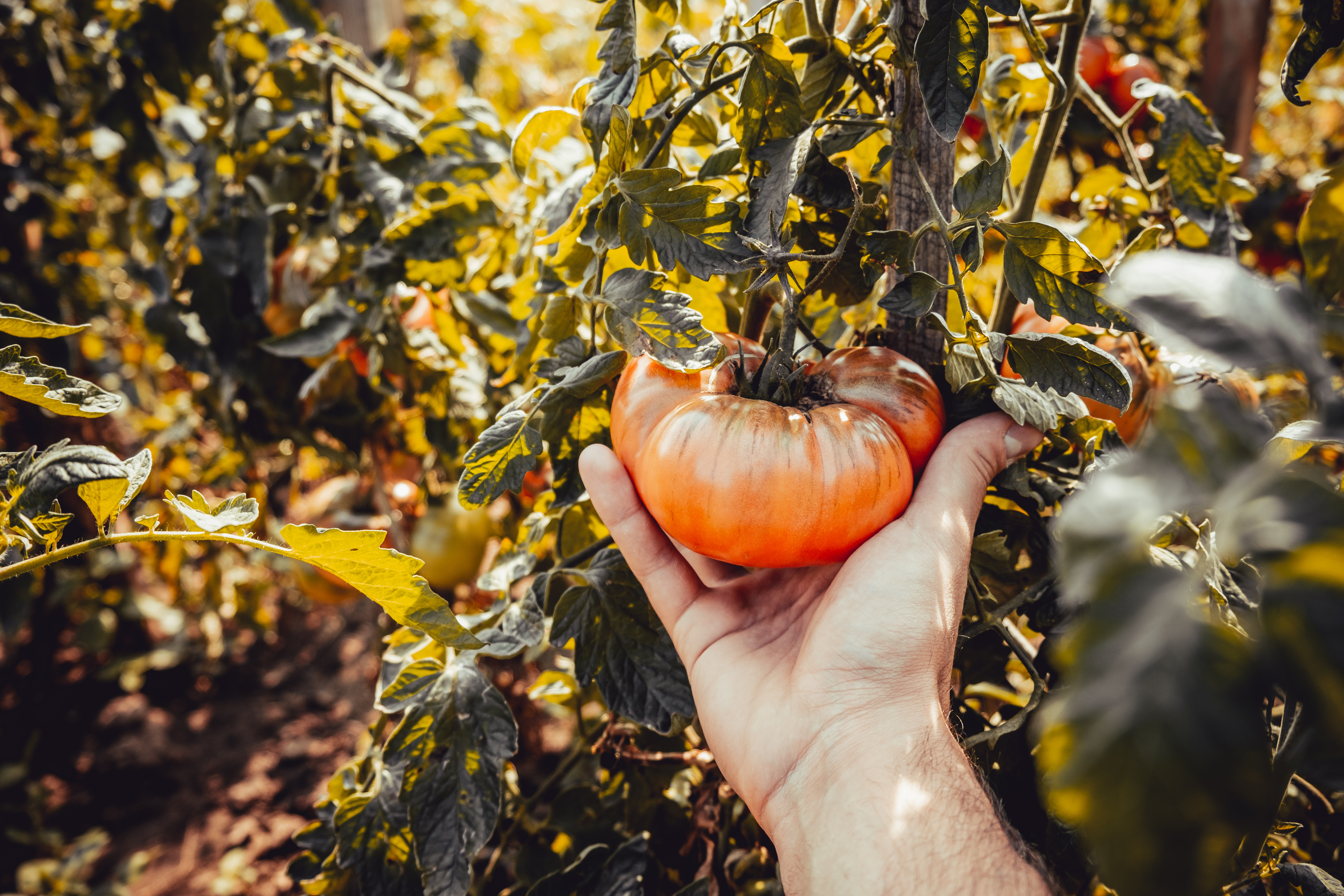 hand holding tomato in field